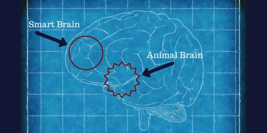 Animal Brain.jpg